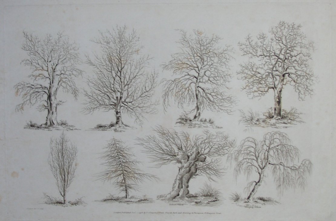 Print - (Trees - winter profiles) - Laporte